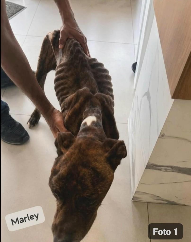 Marley, cachorro de porte grande para adoção em Ilhéus - BA