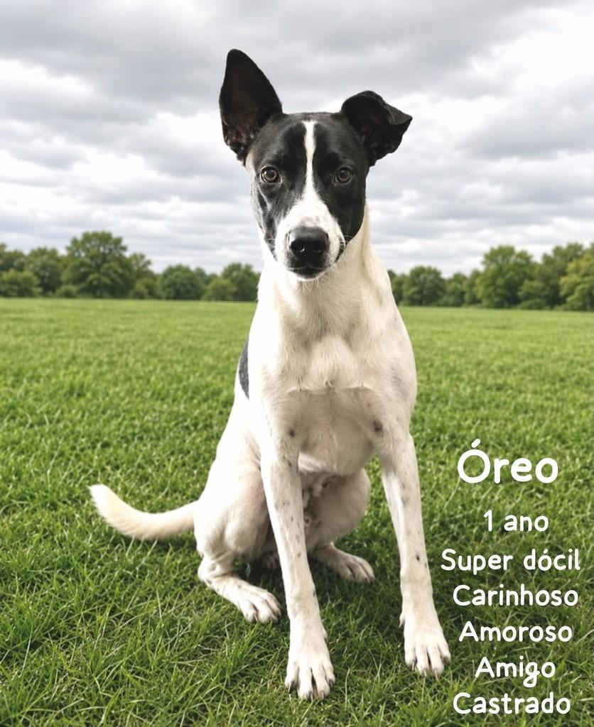 Óreo, cachorro de porte médio para adoção em Ilhéus - BA