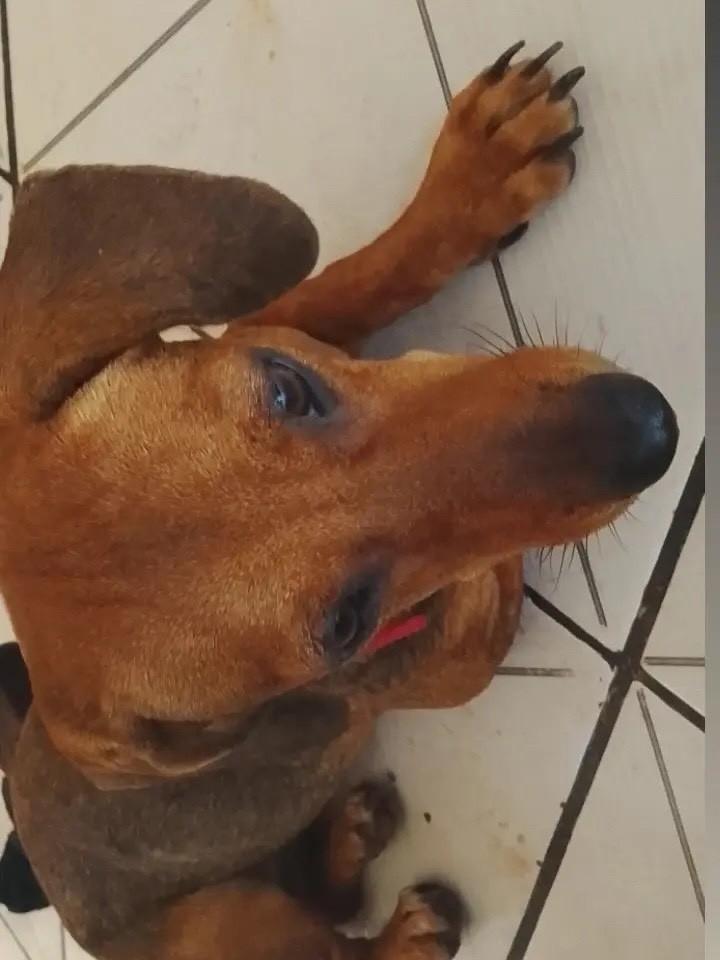 Cachorrinha, cadela de porte pequeno para adoção em Ivinhema - MS