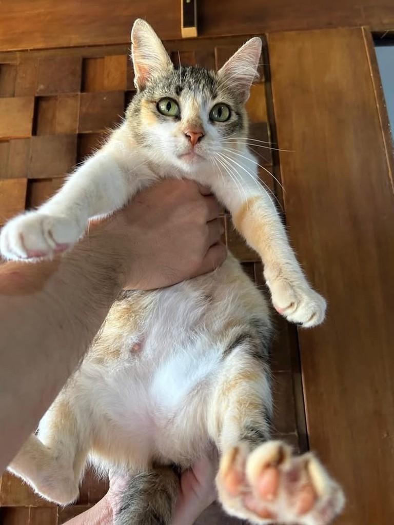 Linda gatinha, gata de porte pequeno para adoção em Ivinhema - MS