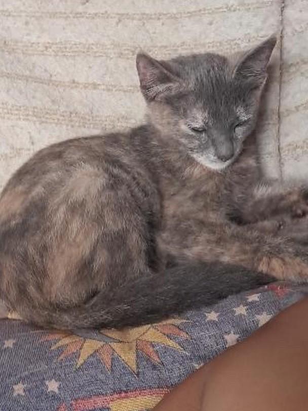 Amora, gata de porte pequeno para adoção em Ivinhema - MS