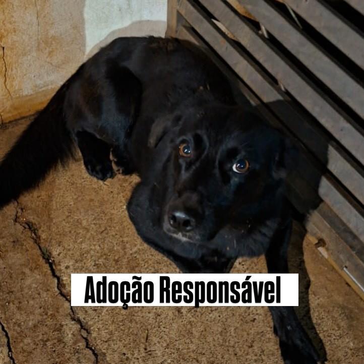 Mocinho, cachorro de porte médio para adoção em Ivinhema - MS