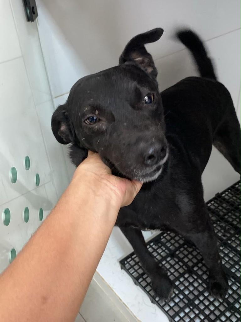 Dog, cachorro de porte pequeno para adoção em Ivinhema - MS