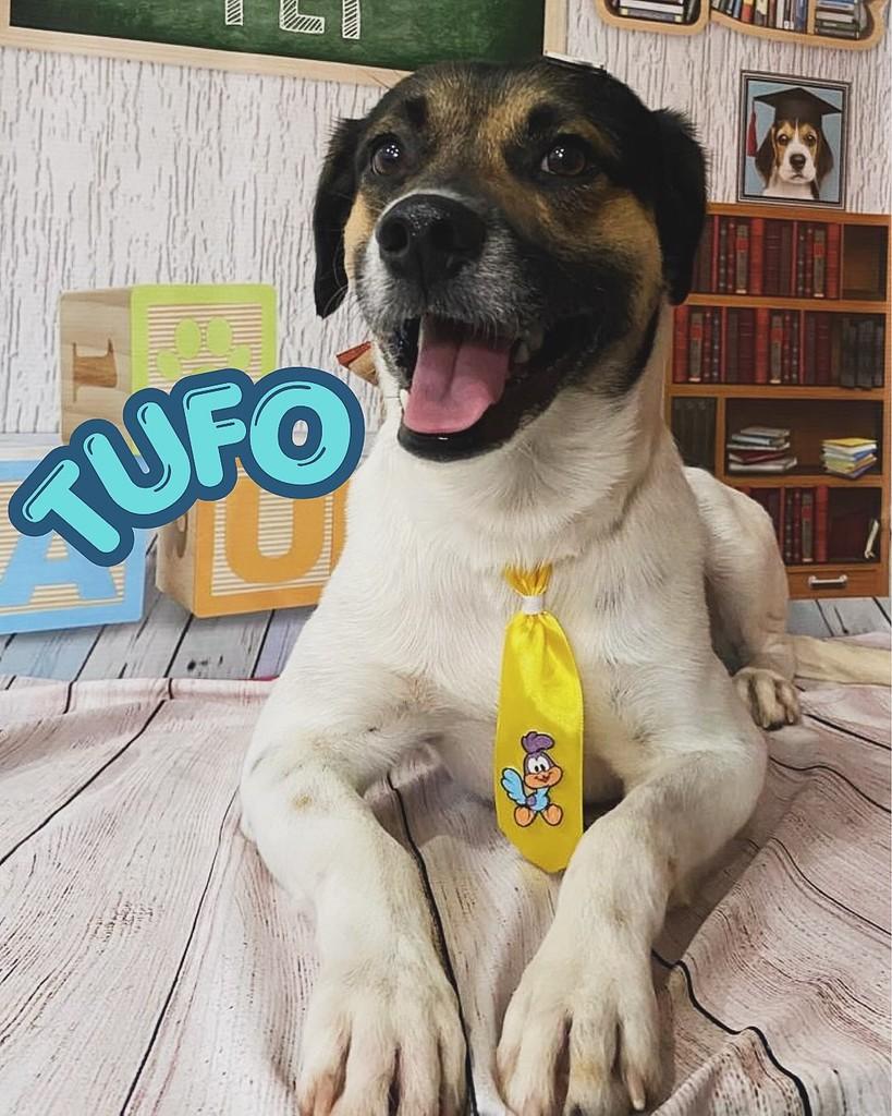 Tufo, cachorro de porte médio para adoção em Ivinhema - MS