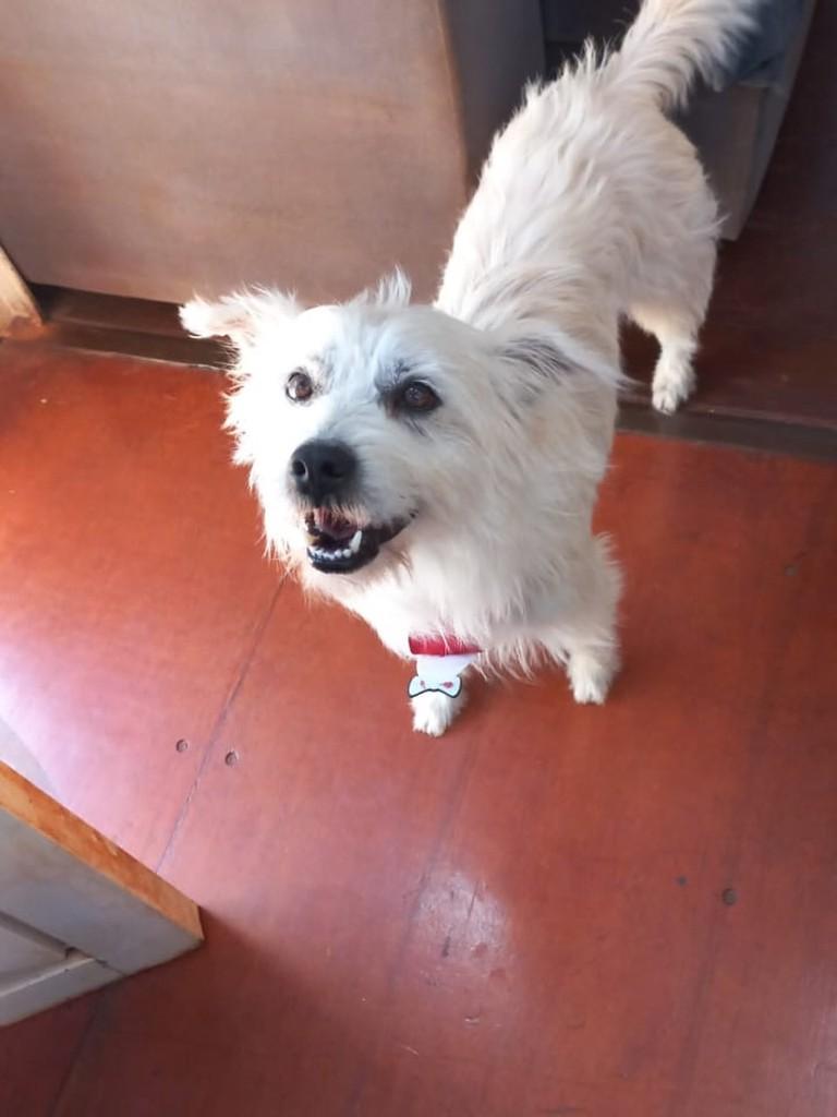 Lindão, cachorro de porte médio para adoção em Ivinhema - MS