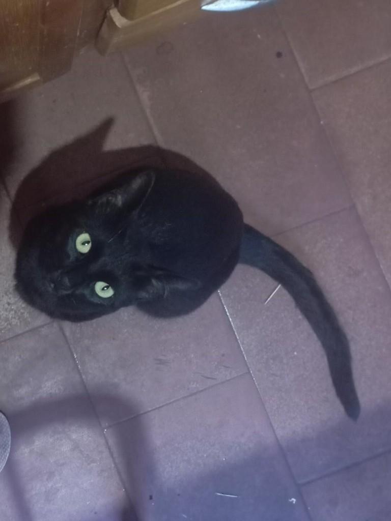 Café, gato de porte pequeno para adoção em Ivinhema - MS