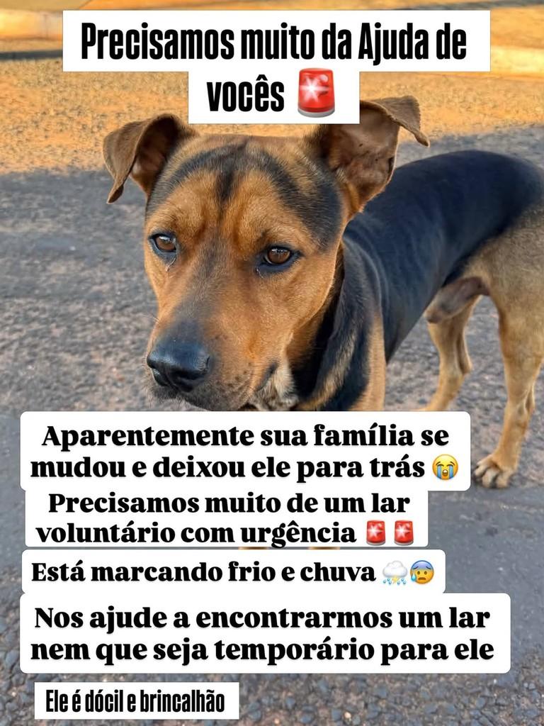 Doguinho, cachorro de porte pequeno para adoção em Ivinhema - MS