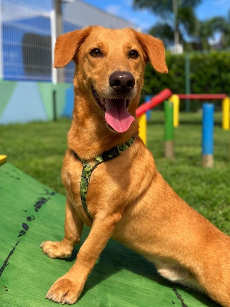 Nick, cachorro de porte médio para adoção em Vila Velha - ES