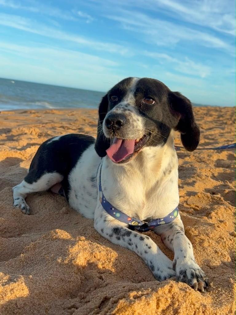Cissa, cadela de porte médio para adoção em Vila Velha - ES