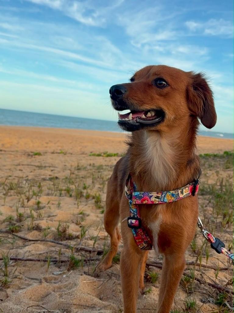 Maui, cachorro de porte pequeno para adoção em Vila Velha - ES