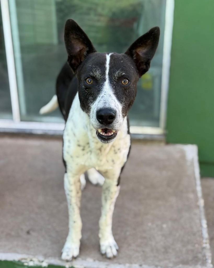 Thor, cachorro de porte grande para adoção em Santa Cruz do Sul - RS