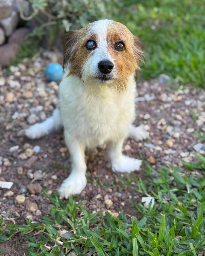 Biscoito, cachorro de porte médio para adoção em Santa Cruz do Sul - RS
