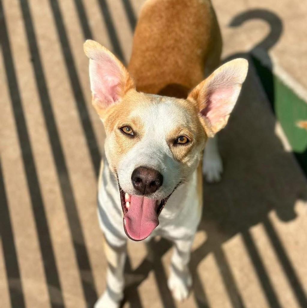 Calvin, cachorro de porte médio para adoção em Santa Cruz do Sul - RS