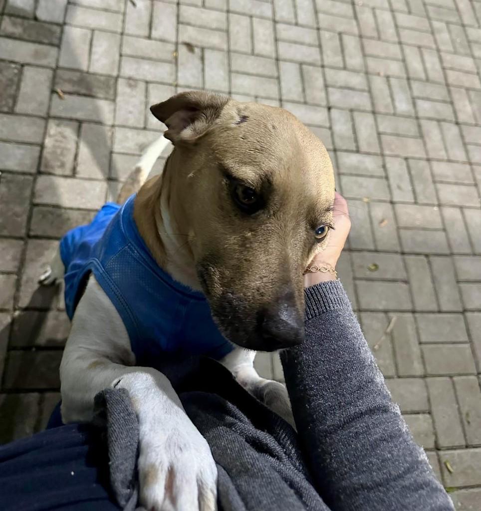 Caju, cachorro de porte médio para adoção em Santa Cruz do Sul - RS