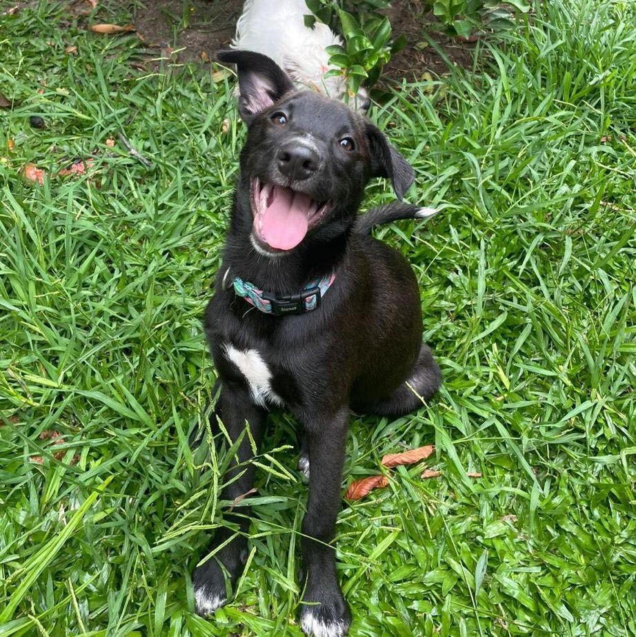 Yudi, cachorro de porte pequeno para adoção em Santa Cruz do Sul - RS