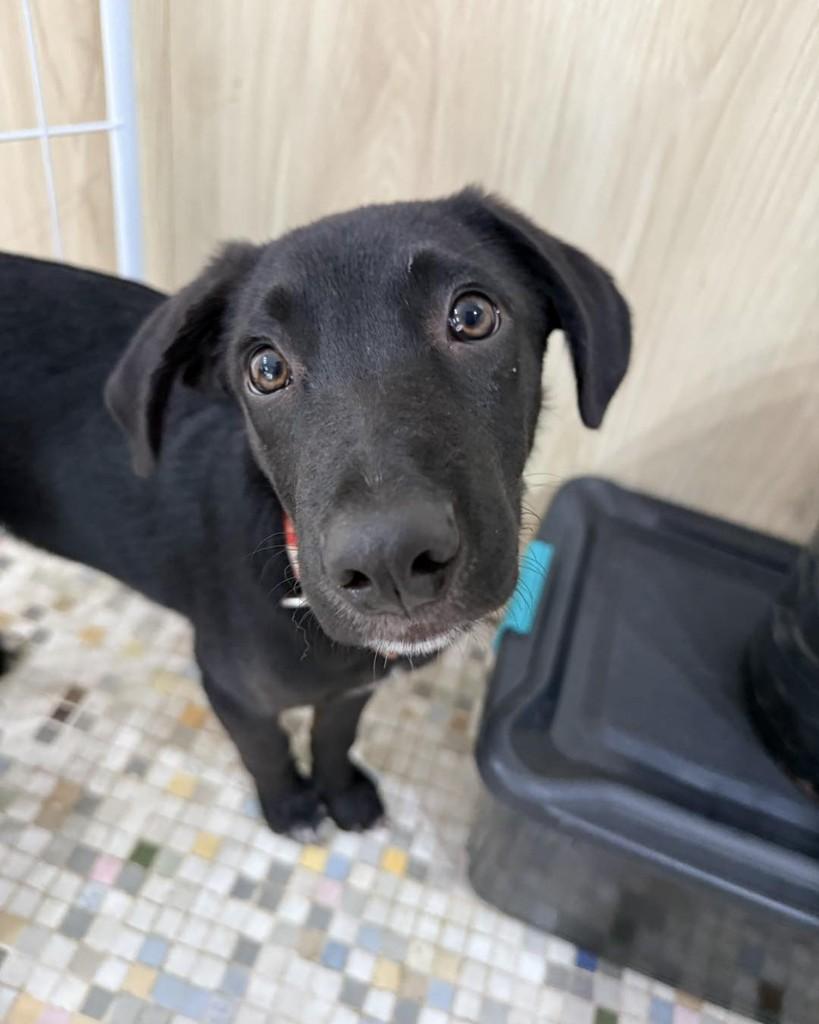 Inácio, cachorro de porte pequeno para adoção em Santa Cruz do Sul - RS