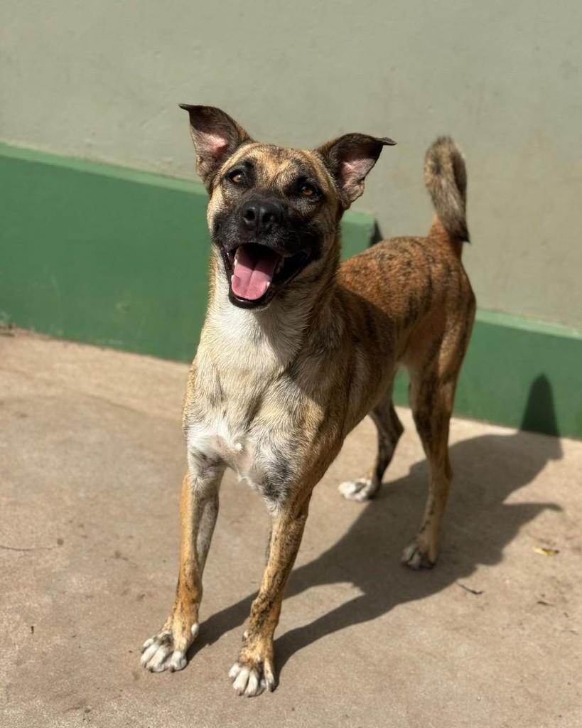 Parmesão, cachorro de porte pequeno para adoção em Santa Cruz do Sul - RS
