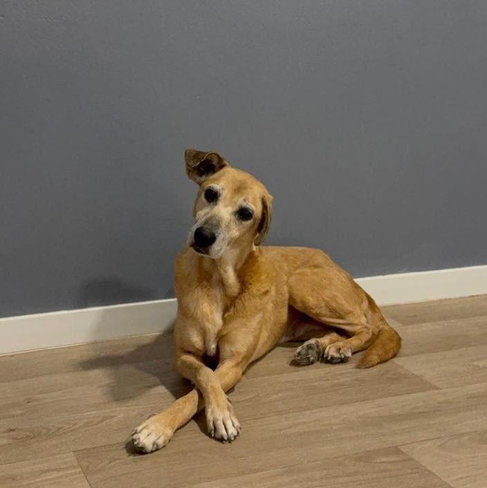 Pirulita, cachorro de porte grande para adoção em Santa Cruz do Sul - RS