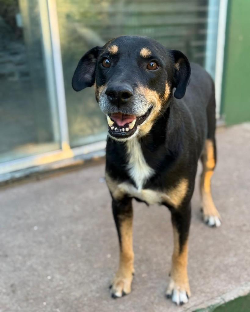 Haru, cachorro de porte médio para adoção em Santa Cruz do Sul - RS