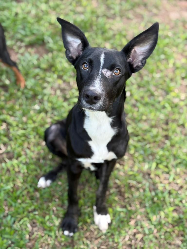 Zion, cachorro de porte médio para adoção em Santa Cruz do Sul - RS