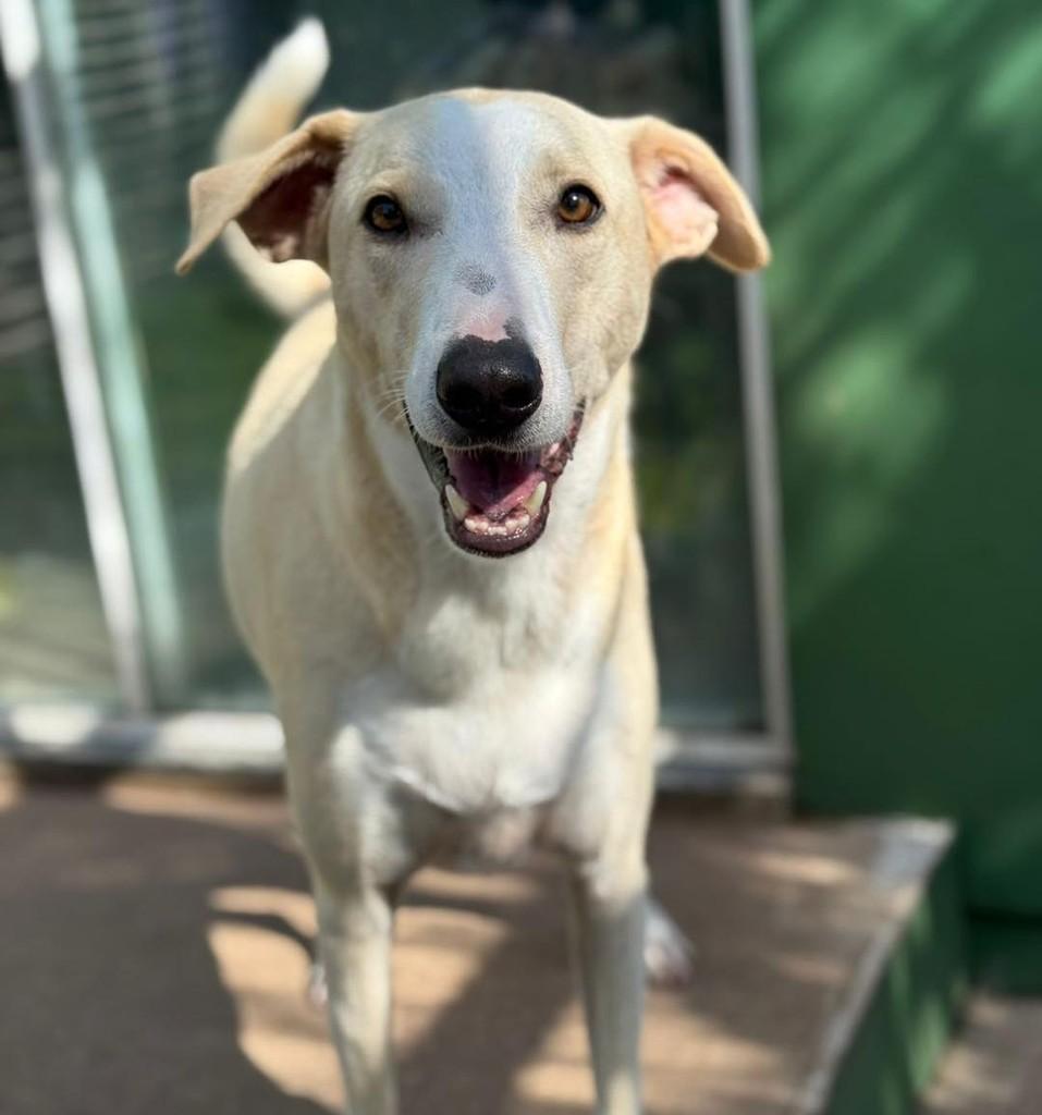 Sprite, cachorro de porte médio para adoção em Santa Cruz do Sul - RS