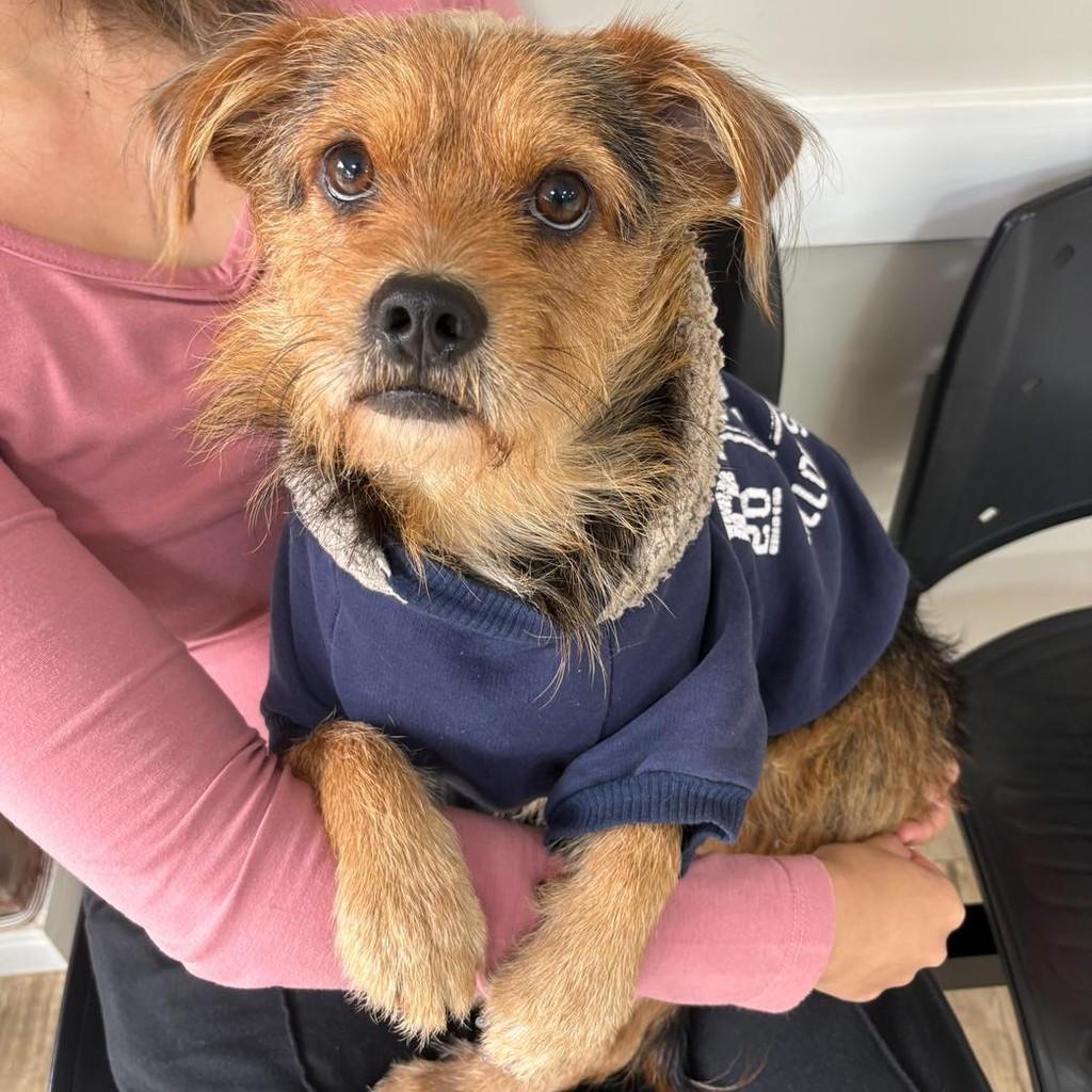 Bolacha, cachorro de porte pequeno para adoção em Santa Cruz do Sul - RS
