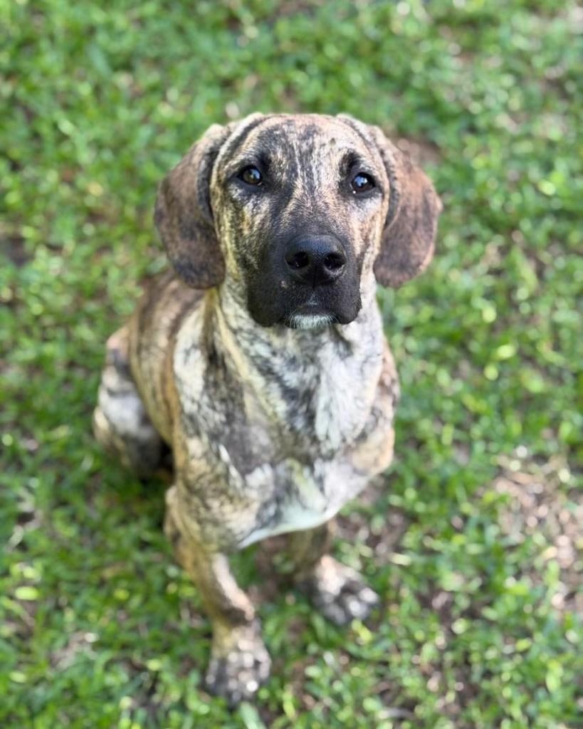 Gumpp, cachorro de porte grande para adoção em Santa Cruz do Sul - RS