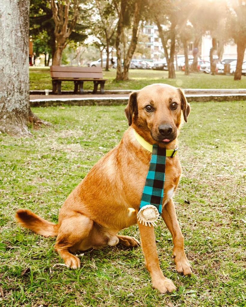 Frederico, cachorro de porte médio para adoção em Santa Cruz do Sul - RS
