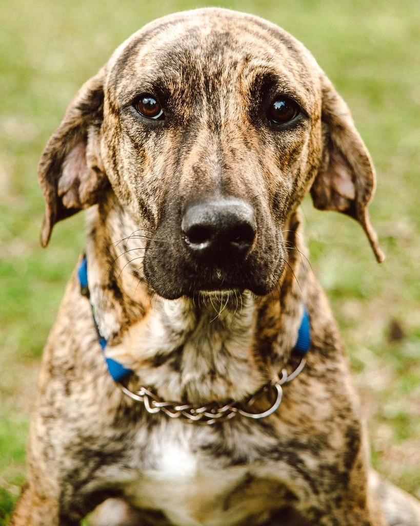 Gump, cachorro de porte grande para adoção em Santa Cruz do Sul - RS
