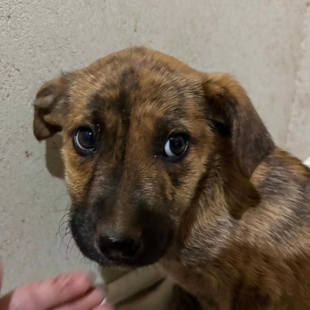 Filhotinha, cachorro de porte pequeno para adoção em Santa Cruz do Sul - RS