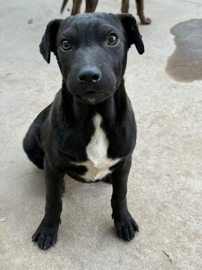 Arthur, cachorro de porte pequeno para adoção em Santa Cruz do Sul - RS