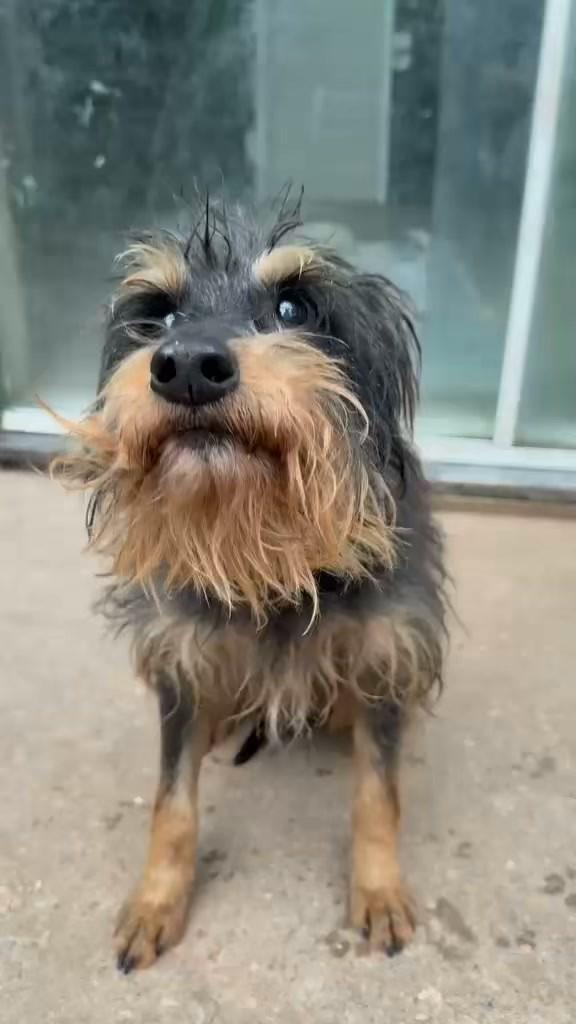 Lobinho, cachorro de porte pequeno para adoção em Santa Cruz do Sul - RS