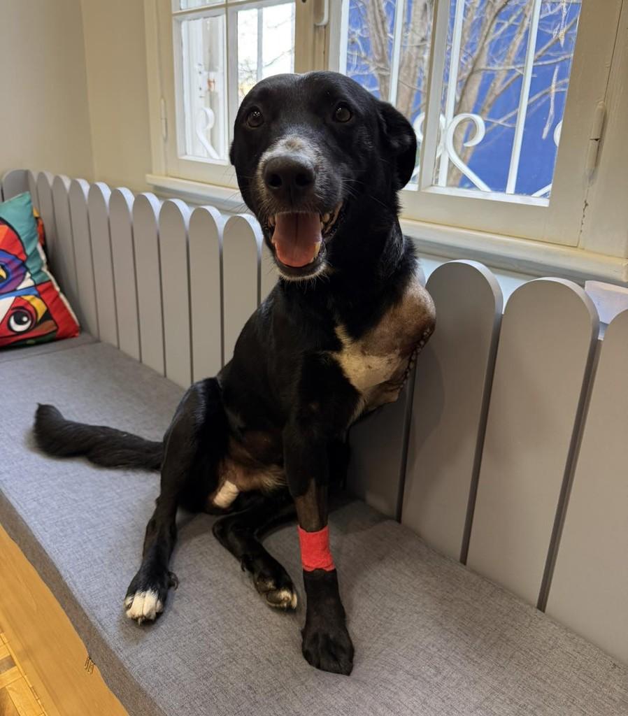Pox, cachorro de porte médio para adoção em Santa Cruz do Sul - RS