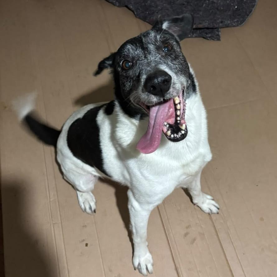 Alf, cachorro de porte médio para adoção em Santa Cruz do Sul - RS