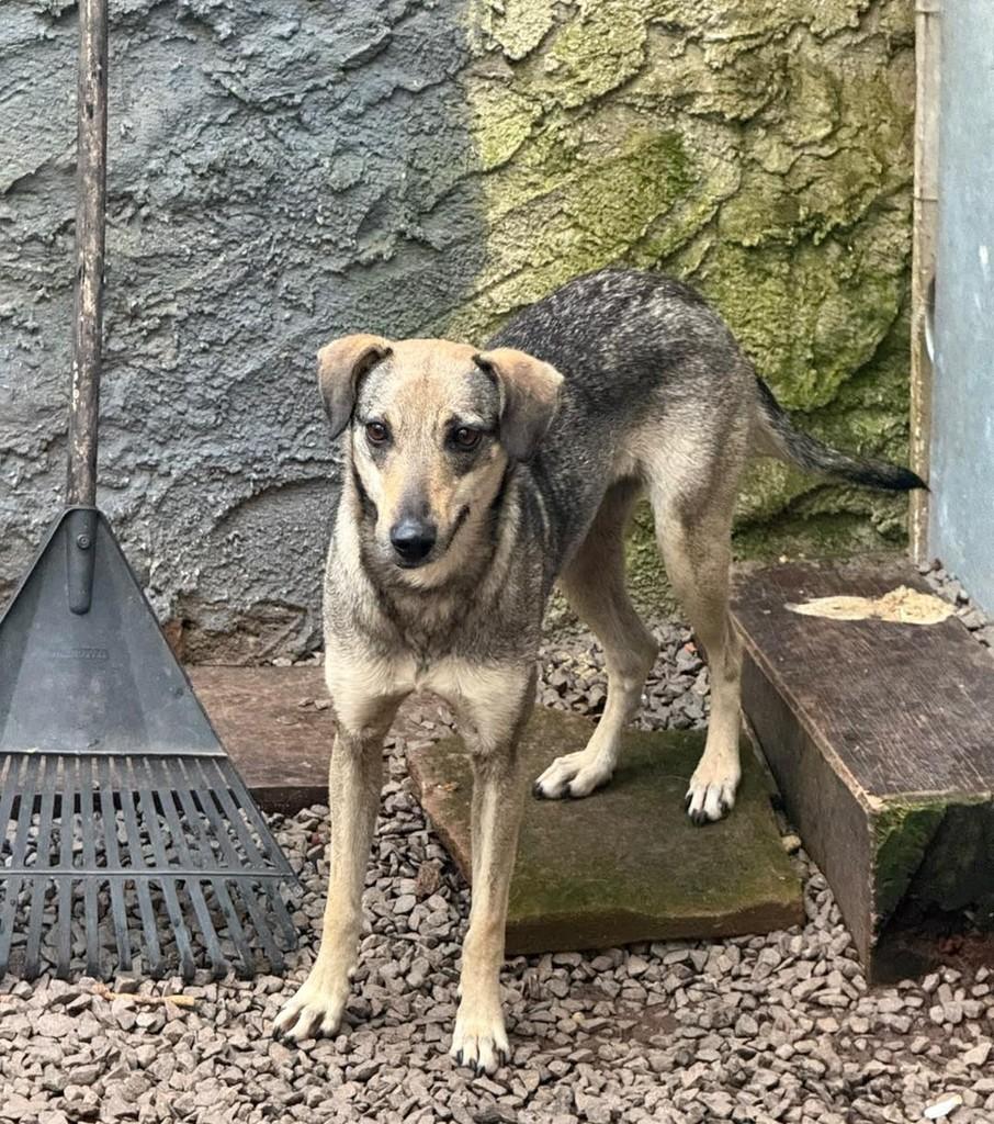 Lua, cadela de porte pequeno para adoção em Santa Cruz do Sul - RS