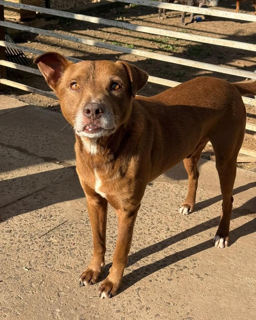 Nescau, cachorro de porte pequeno para adoção em Santa Cruz do Sul - RS