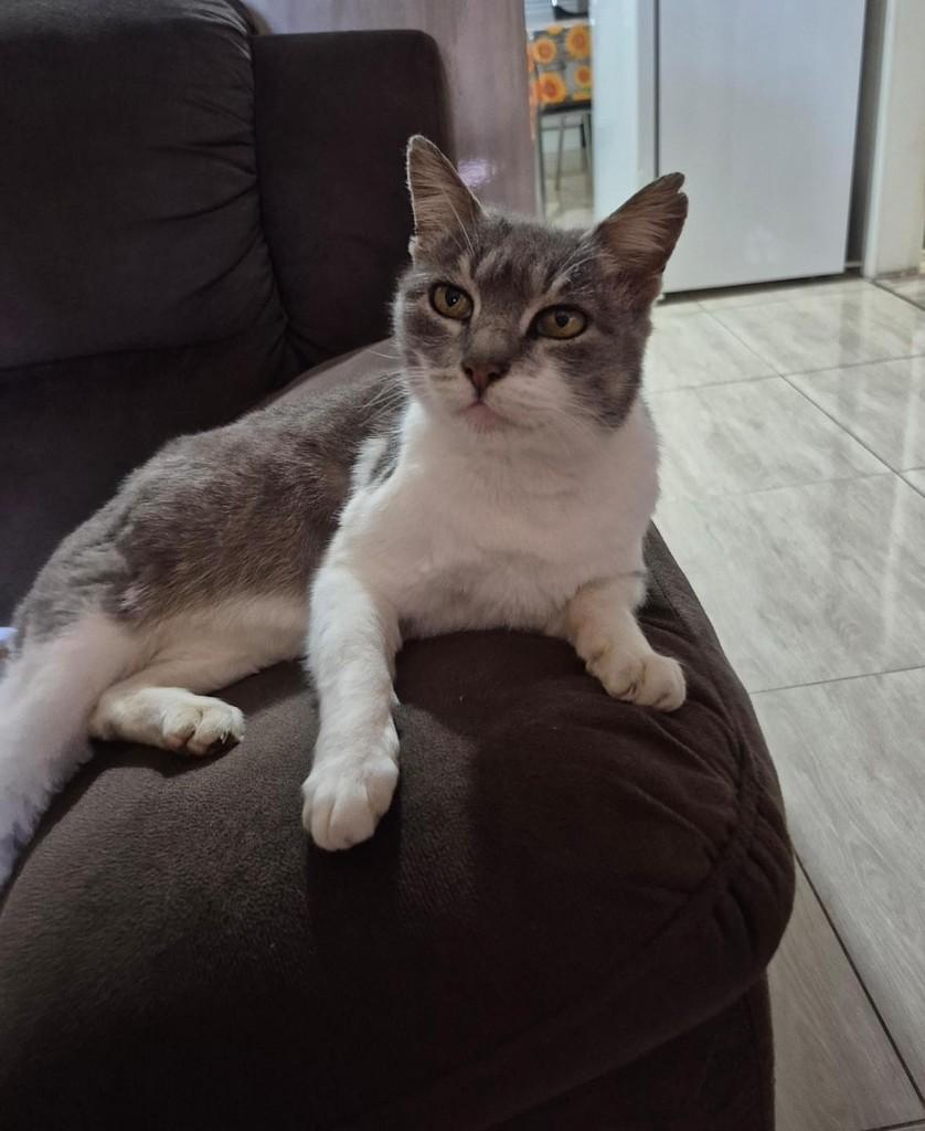 Luna, gata de porte médio para adoção em Santa Cruz do Sul - RS