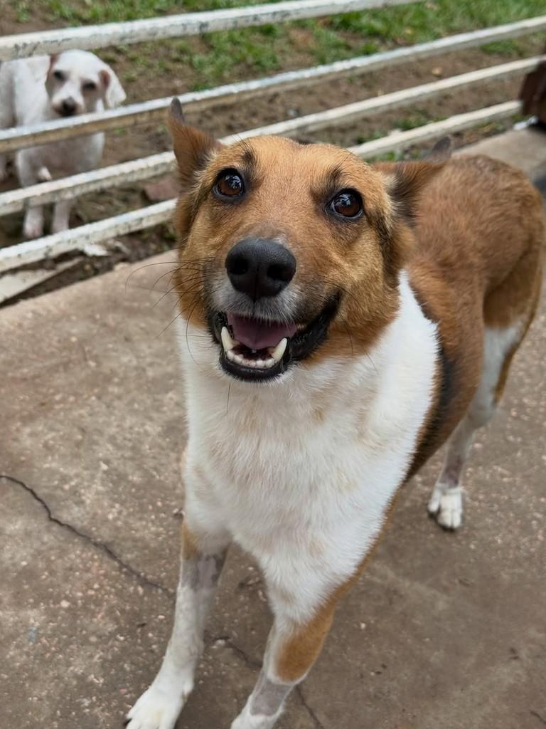 Juca, cachorro de porte pequeno para adoção em Santa Cruz do Sul - RS