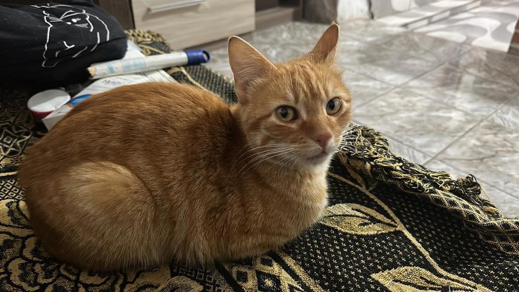 Alemão, gato de porte médio para adoção em Santa Cruz do Sul - RS