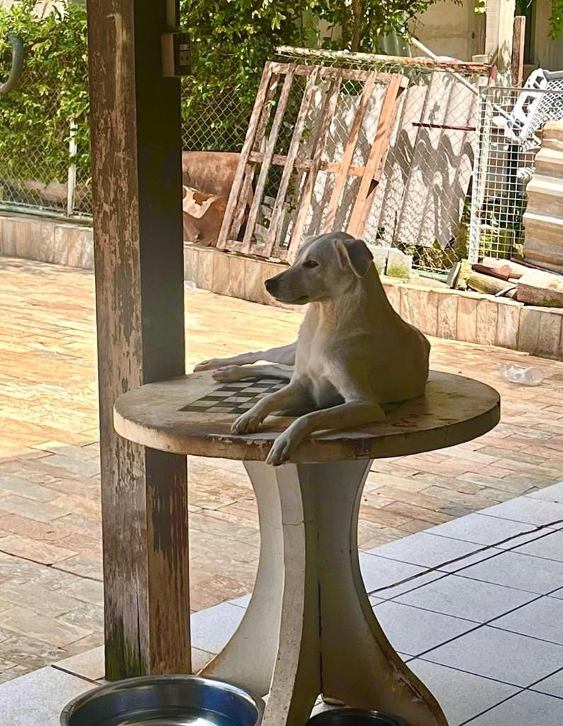 Kim, cachorro de porte médio para adoção em São José da Lapa - MG