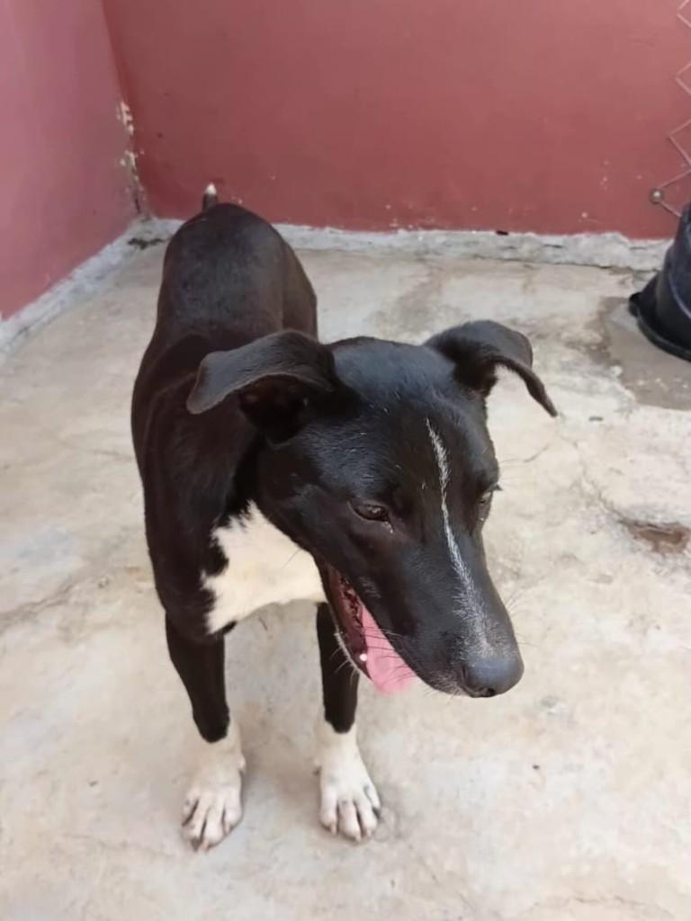 Piranguinho, cachorro de porte médio para adoção em Piranguinho - MG