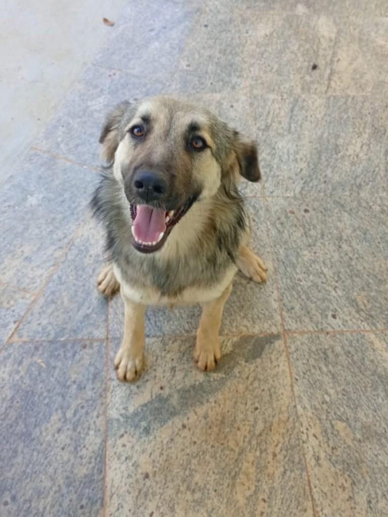 Essa Linda, cadela de porte médio para adoção em Itajubá - MG