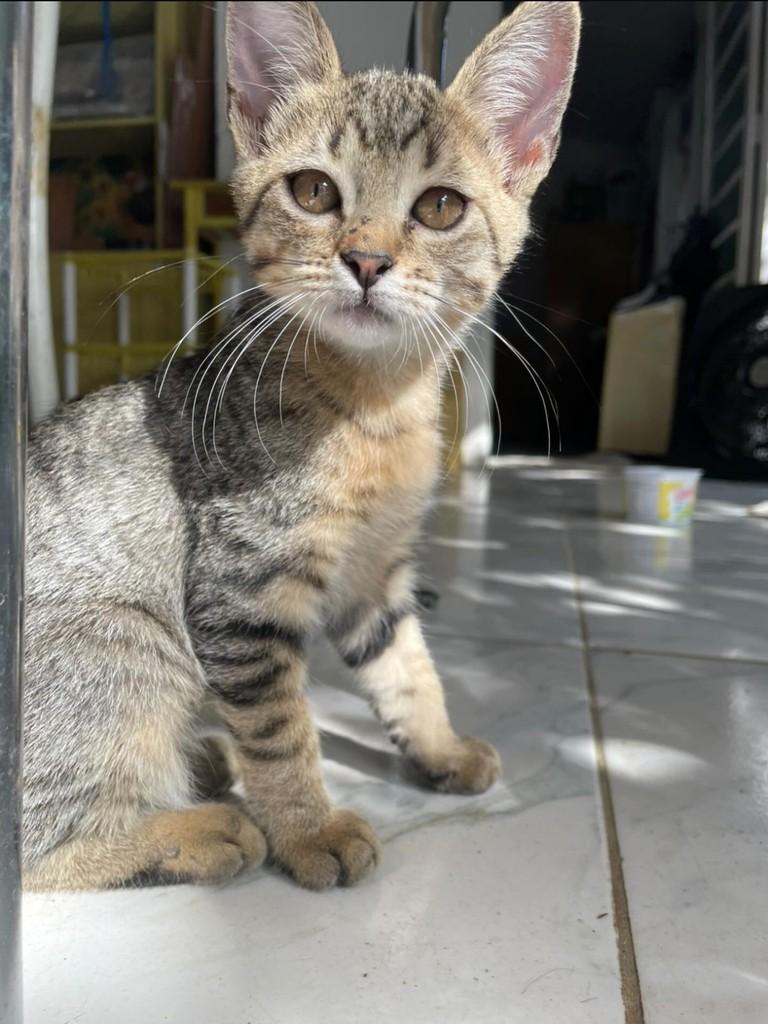 Lindinha, gata de porte pequeno para adoção em Itajubá - MG