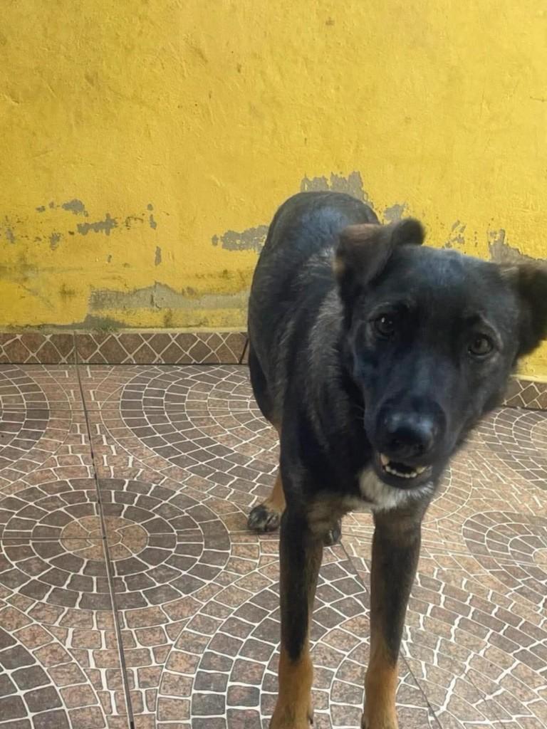 Lully, cachorro de porte médio para adoção em Itajubá - MG