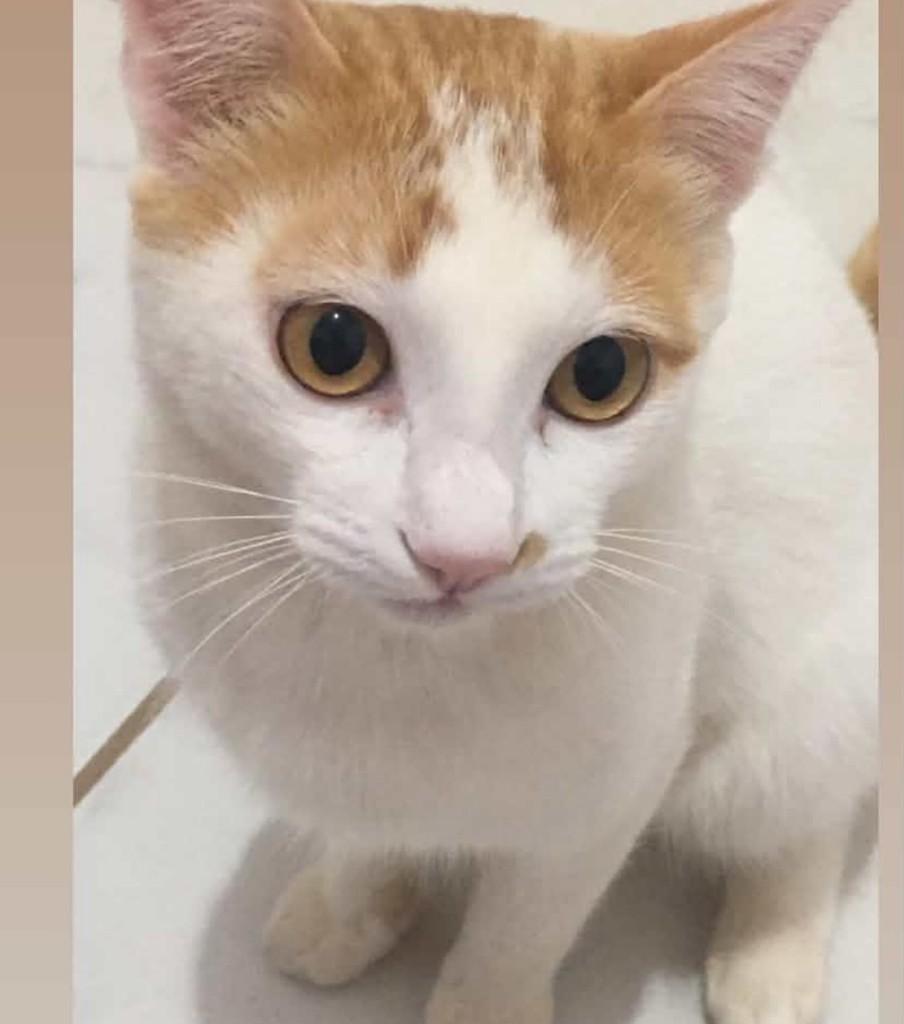 Frajola, gato de porte pequeno para adoção em Itajubá - MG