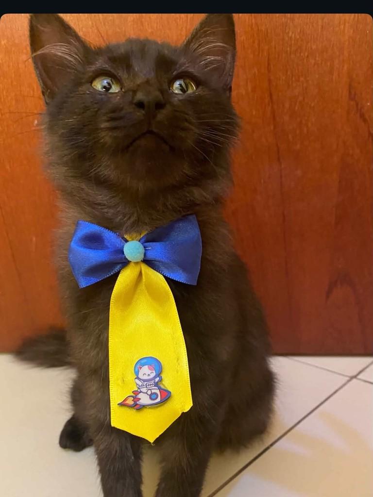 Itajubá, gato de porte pequeno para adoção em Itajubá - MG