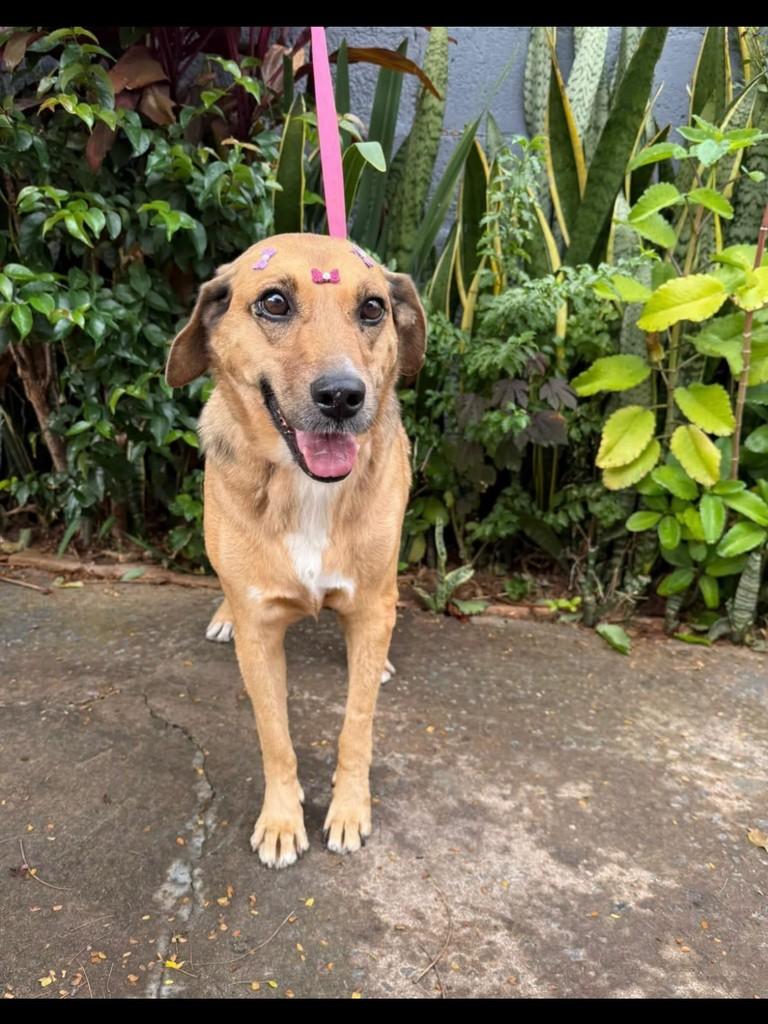 Lily, cadela de porte pequeno para adoção em Itajubá - MG