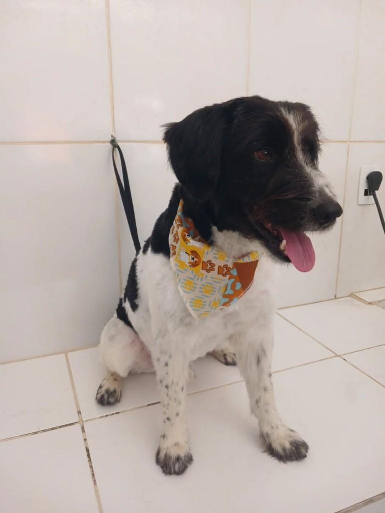 Delfim Moreira, cachorro de porte médio para adoção em Itajubá - MG