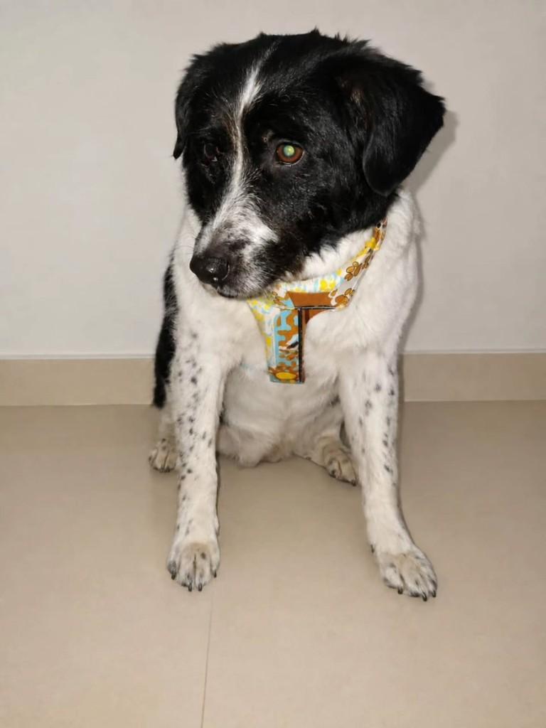 Delfim Moreira, cachorro de porte médio para adoção em Itajubá - MG — foto 2 de 2