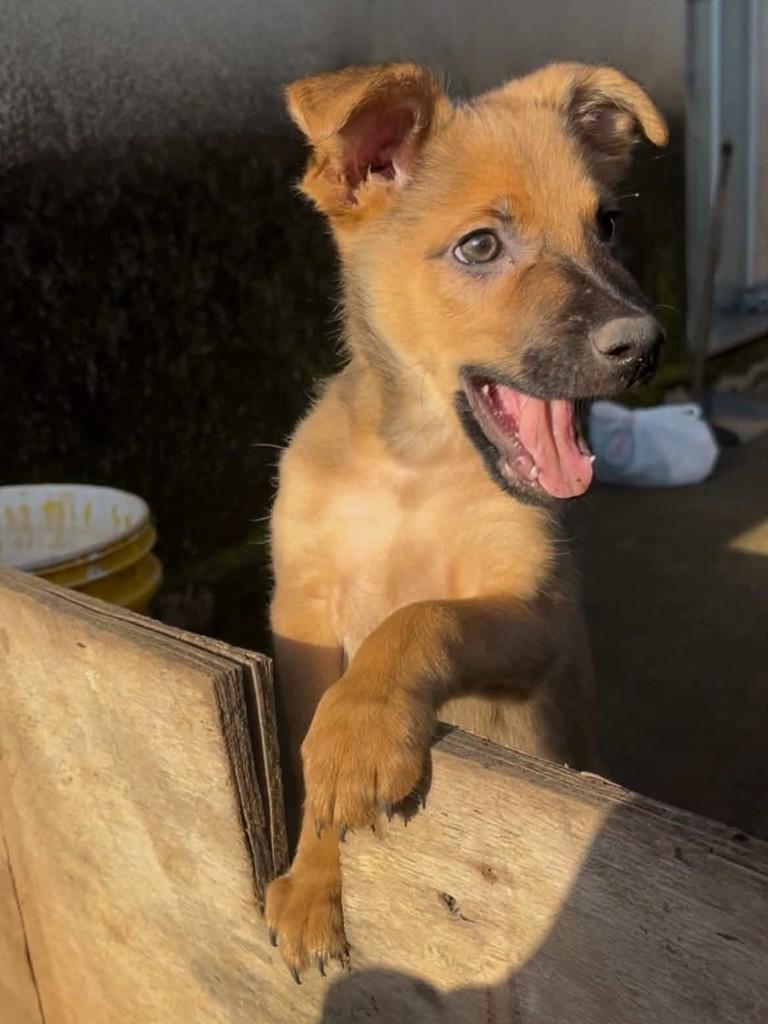 Itajubá, cachorro de porte pequeno para adoção em Itajubá - MG